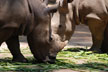 a pair of rhinos
