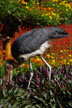 stork in flower bed