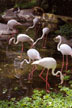 storks in zoo pond