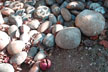 red fruit and rocks