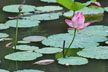 pond lotus