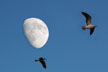 seagulls and moon