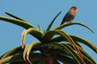 orange bird on cactus