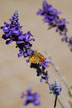 moth on flowers