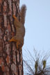 squirrel on tree trunk