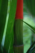 bamboo