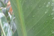 leaf with droplets