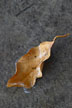 leaf in puddle