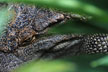 crocodile closeup